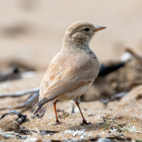 Bar-tailed Lark